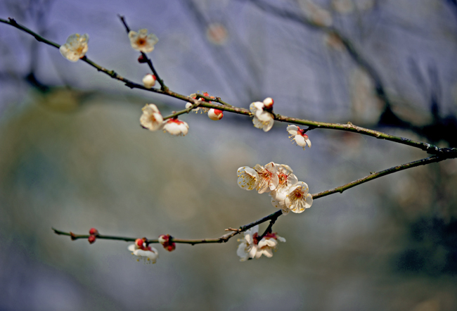dsc_4731a.jpg