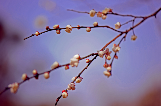 dsc_4733a.jpg