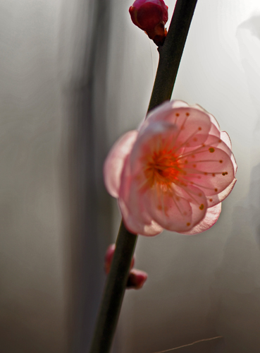 dsc_4736a.jpg