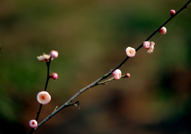 dsc_4738a.jpg