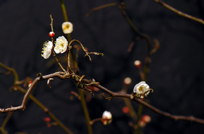 dsc_4745a.jpg