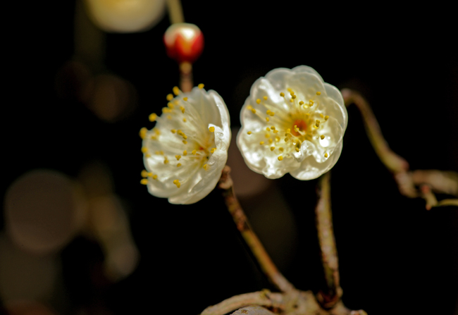 dsc_4748a.jpg