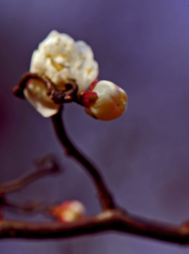 dsc_4750a.jpg