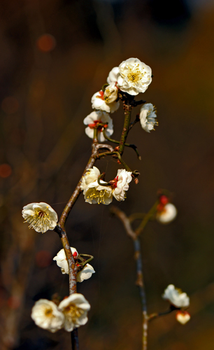 dsc_4751a.jpg
