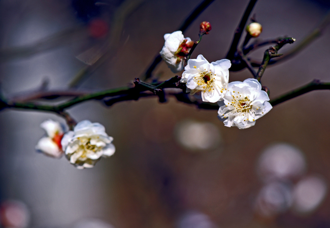dsc_4753a.jpg