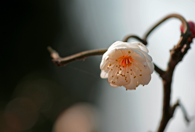 dsc_4759a.jpg