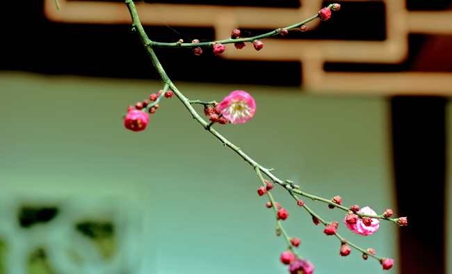 dsc_4776a.jpg