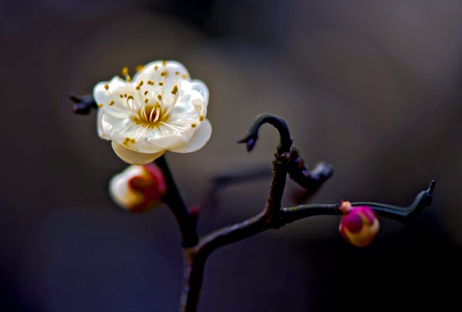 dsc_4787a.jpg