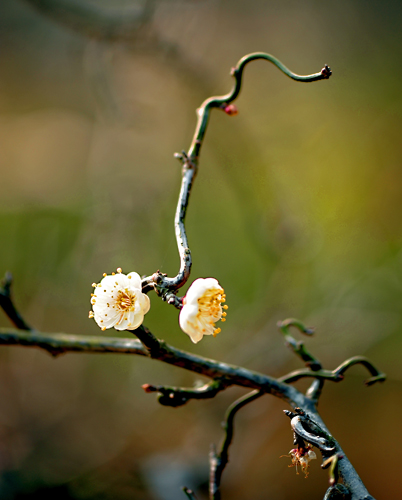 dsc_4791a.jpg