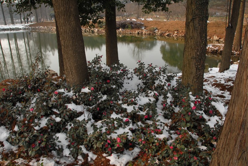 dsc_0020.jpg