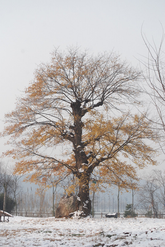 dsc_0129.jpg