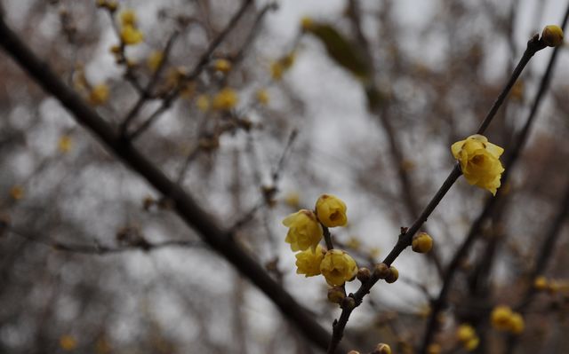 dsc_0516_s.jpg