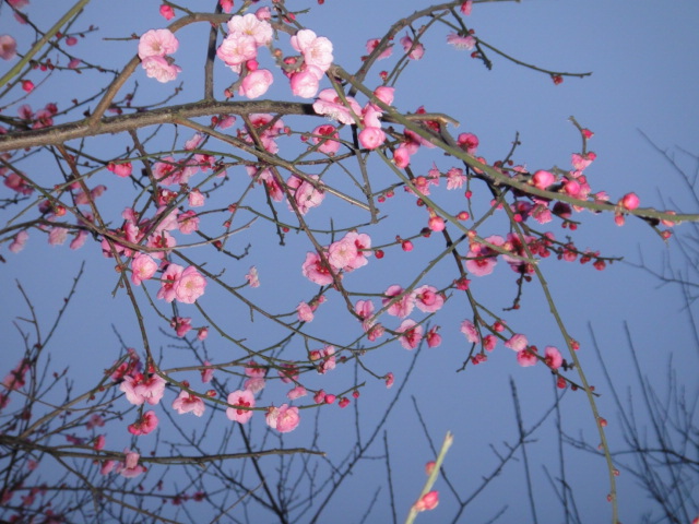 dsc00322.jpg