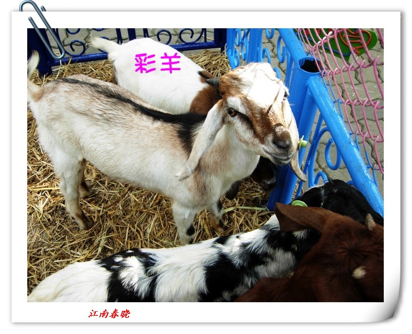 neo_img_dscn6030_.jpg