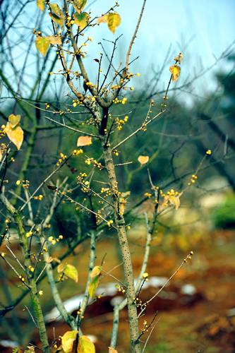 _dsc4310a.jpg