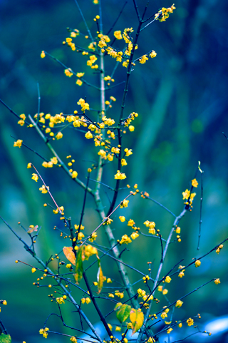 _dsc4313a.jpg