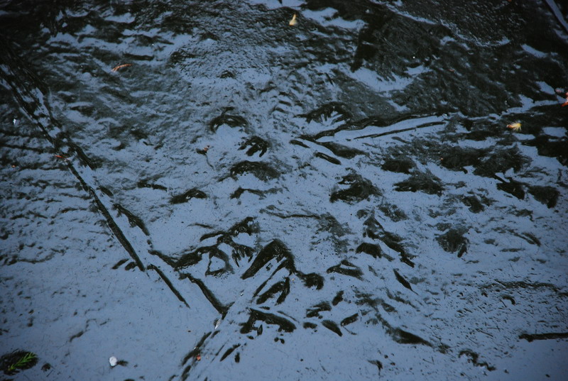 dsc_0067.jpg