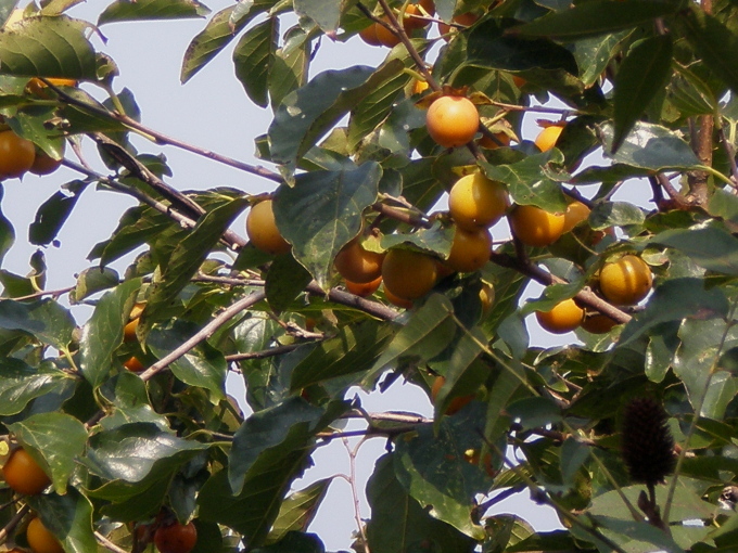 20111007_104505_05.jpg