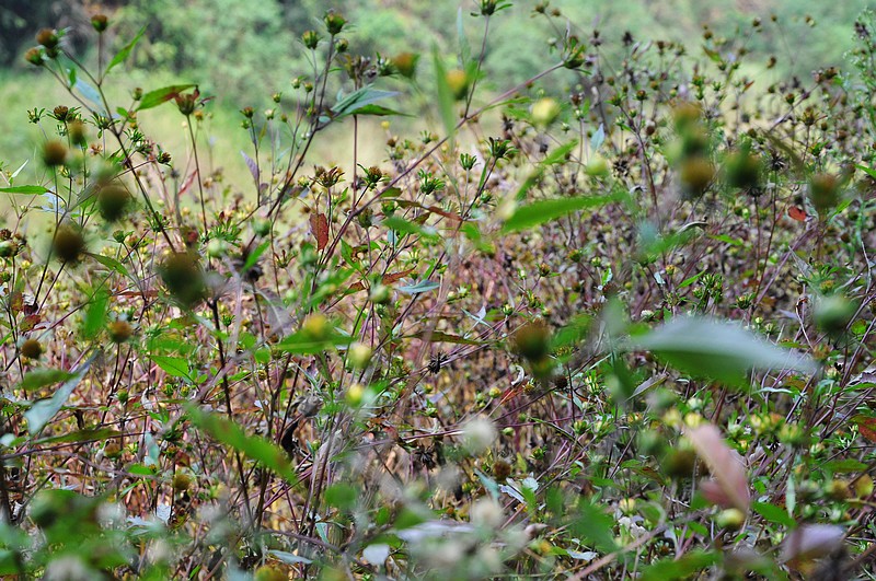 dsc_0986.jpg