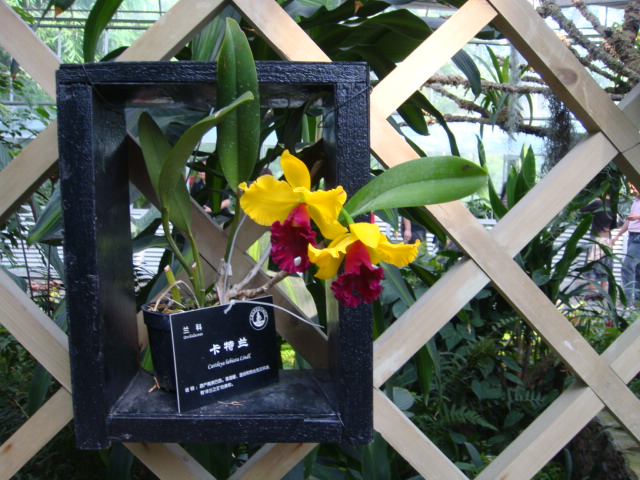 dsc03900.jpg