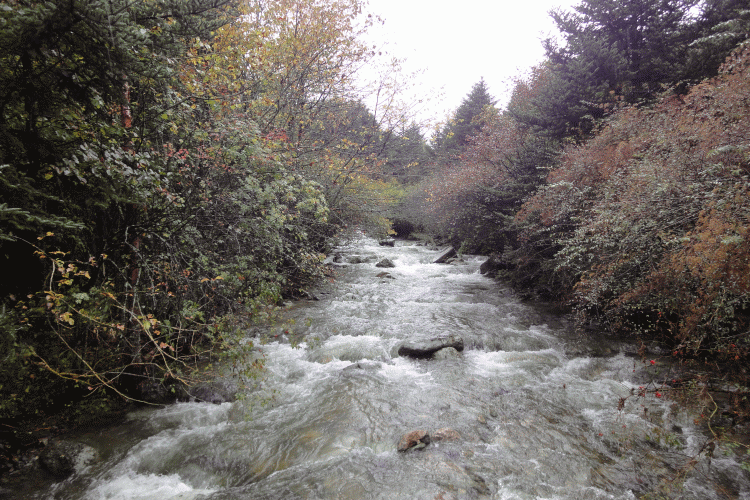 dsc06752.gif