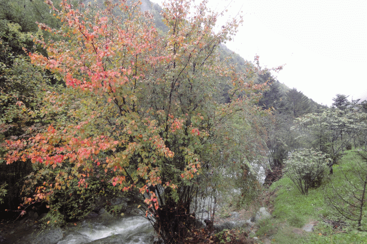 dsc06756.gif
