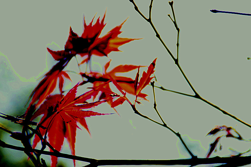 _mg_0052_.jpg