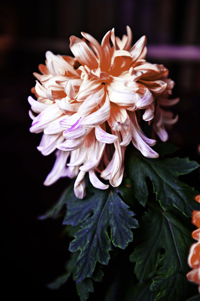 _dsc7288a.jpg