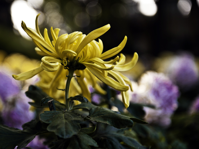 _dsc7309a.jpg