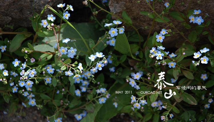 taishan_007.jpg