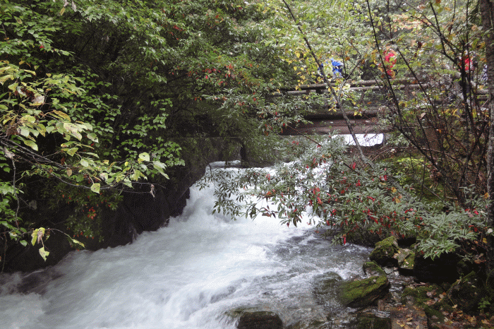 dsc06770.gif