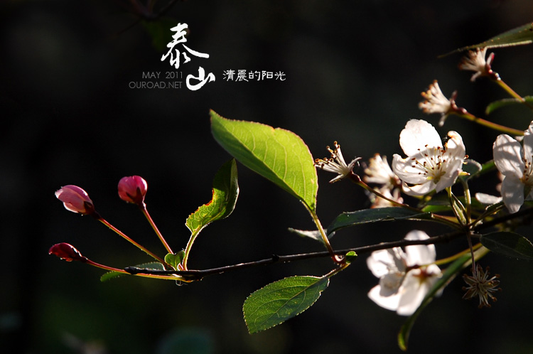 taishan_003.jpg