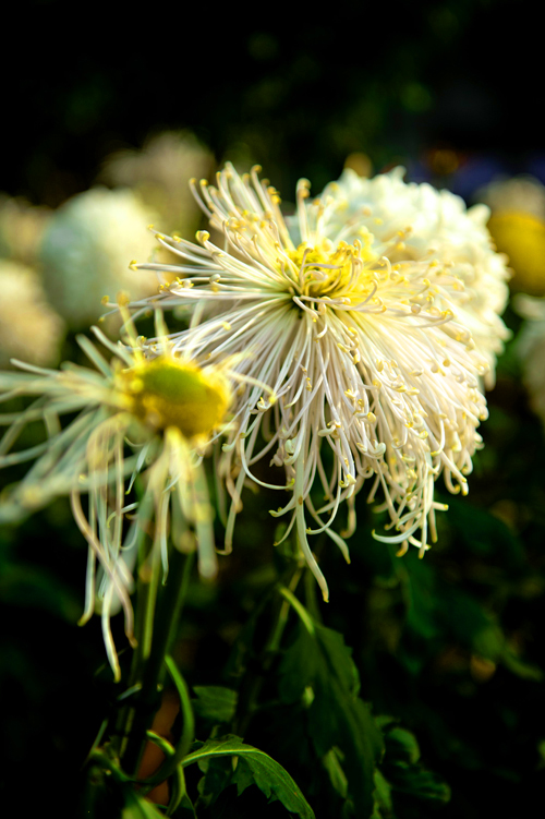 _dsc7276a.jpg
