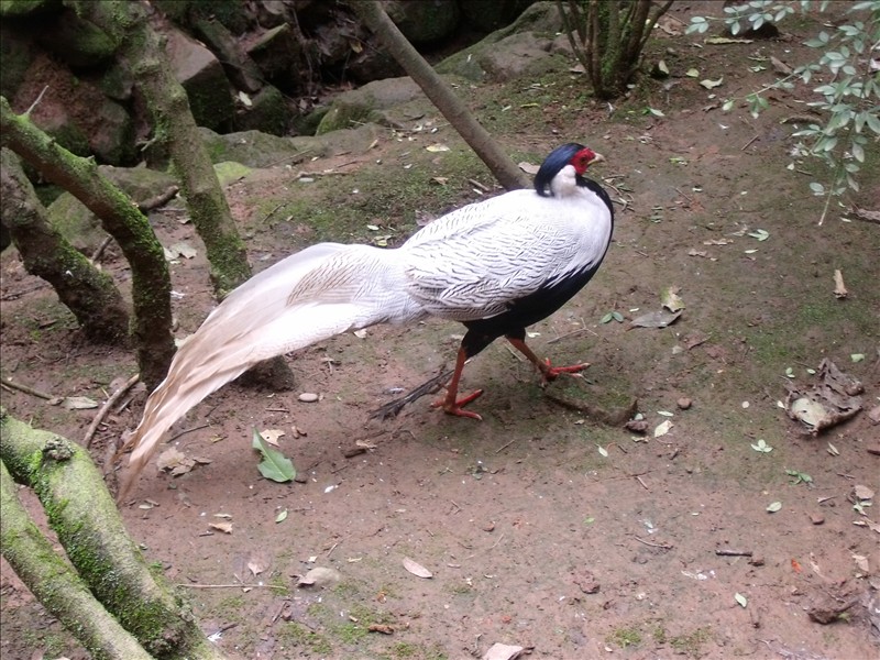 Ĵ֮629.jpg