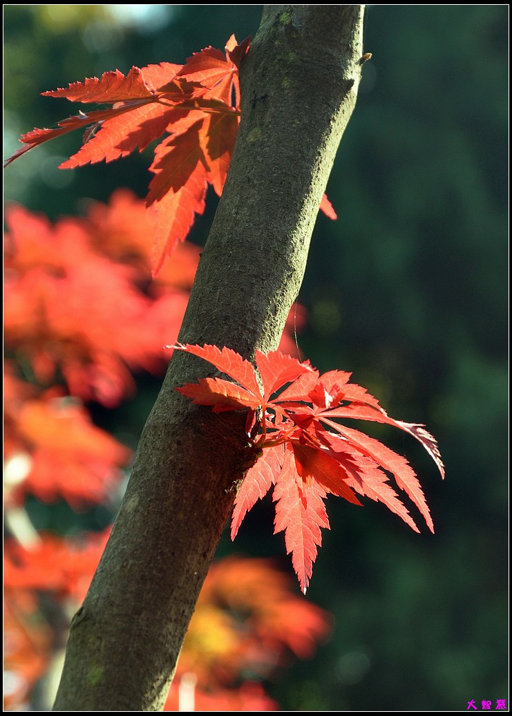dsc_0247Ҷ.jpg