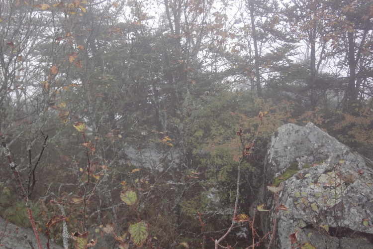 dsc06808.gif