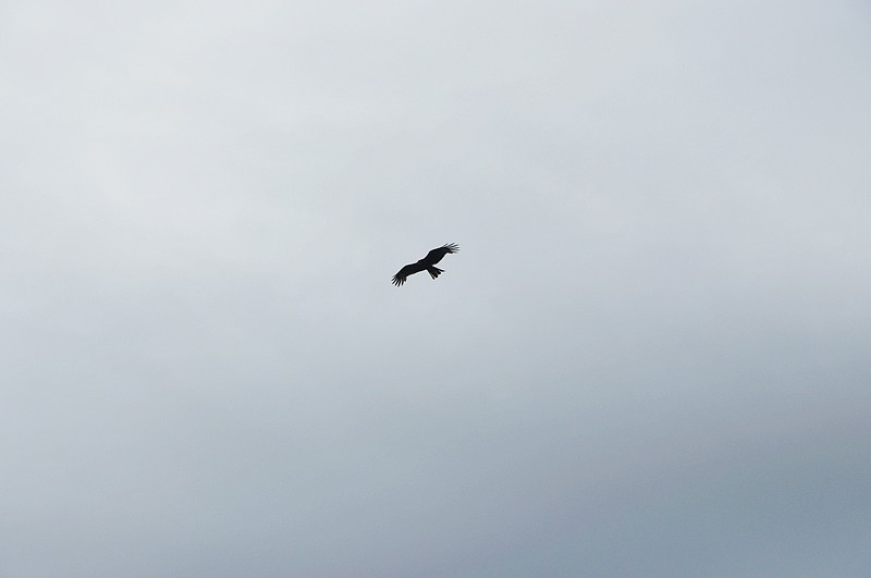 dsc_0214.jpg
