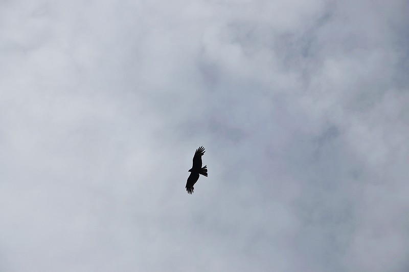 dsc_0215.jpg