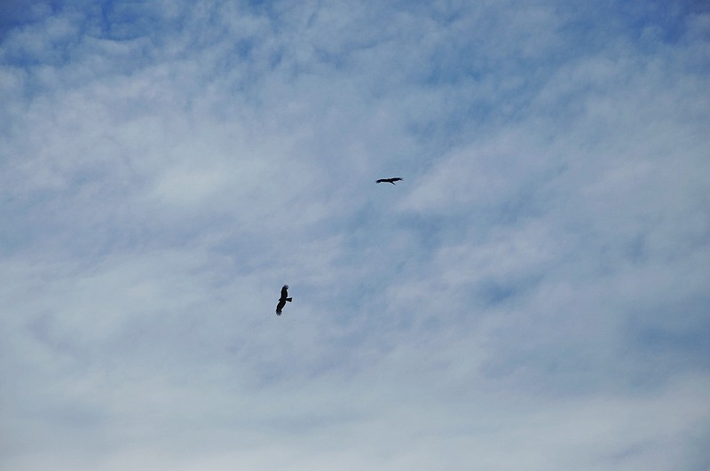 dsc_0219.jpg