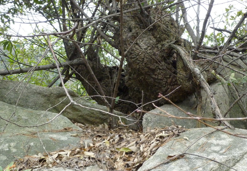 p1010475.jpg