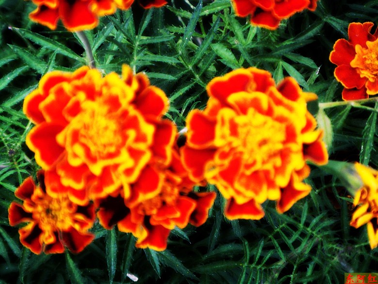 s73f0650.jpg