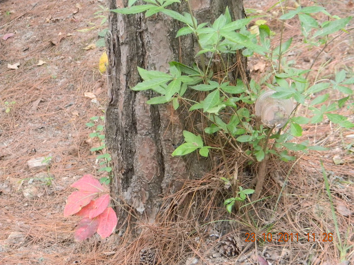 dscn9184.jpg