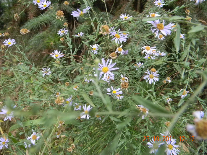 dscn9201.jpg