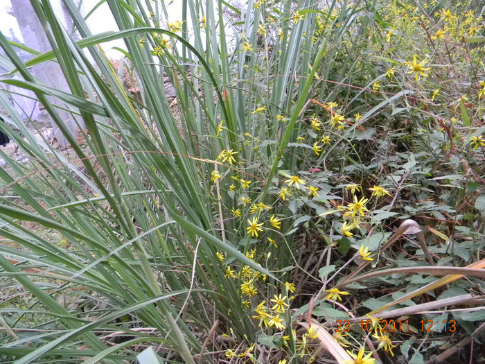dscn9202.jpg