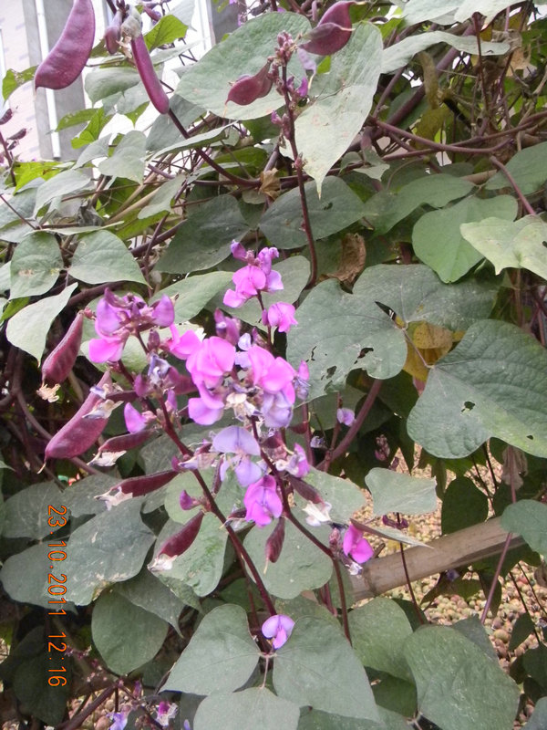 dscn9209.jpg