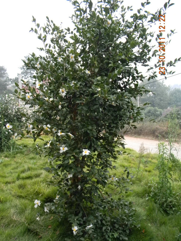 dscn9222.jpg