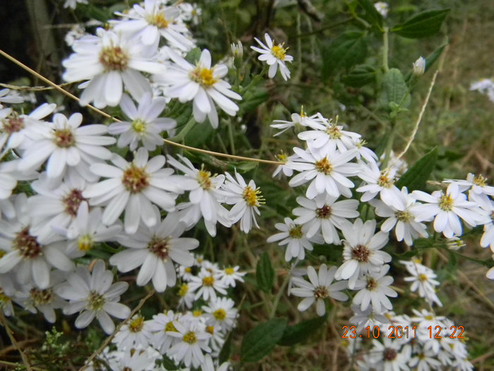 dscn9223.jpg