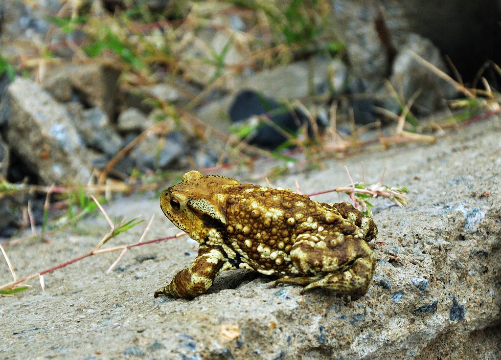 dsc_0311.jpg