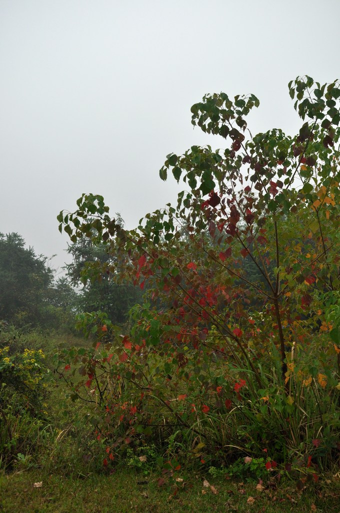 dsc_0297.jpg