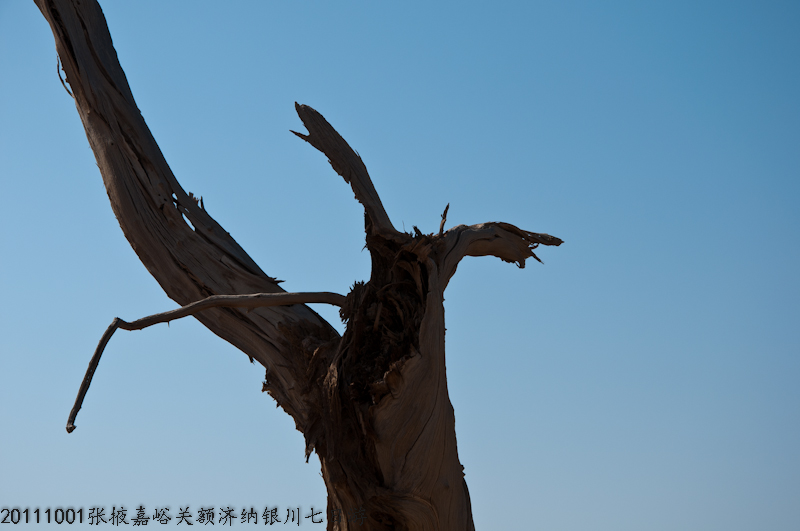 dsc_0475-1.jpg